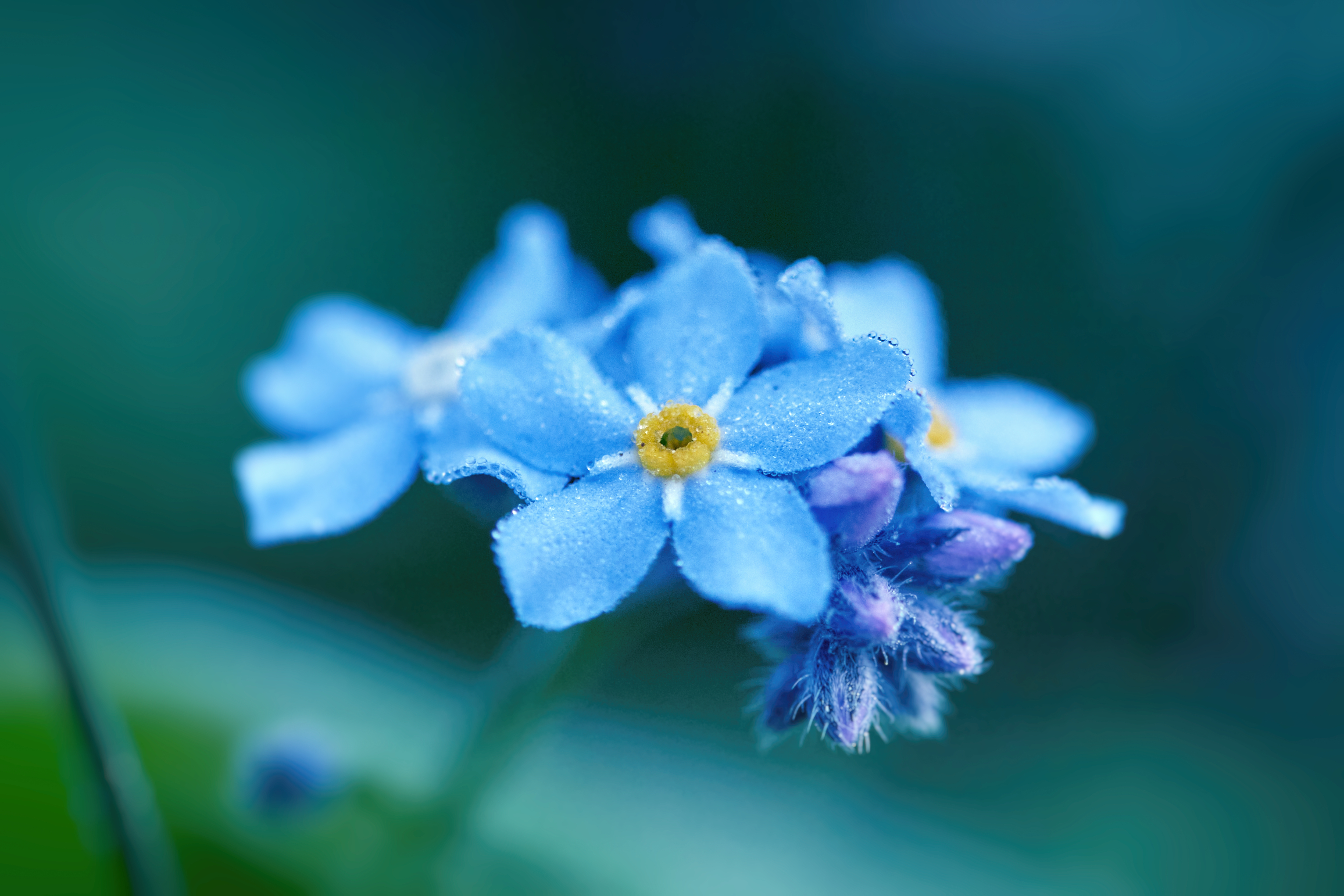 Macro shot of a small blue flower